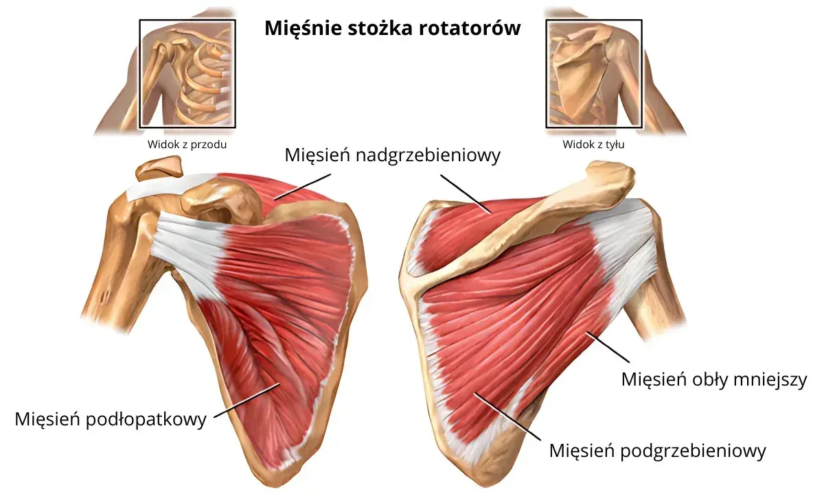 Anatomia barku: mięsień nadgrzebieniowy przyczepy, podłopatkowy, obły mniejszy i podgrzebieniowy. Widok z przodu i z tyłu.