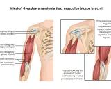 Anatomia bicepsa: szczegółowy rysunek mięśnia dwugłowego ramienia, jego ścięgien i przyczepów.