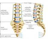 Anatomia kręgosłupa: odcinek lędźwiowy, kość krzyżowa i ogonowa. Ilustracja pokazuje budowę kręgów, krążków międzykręgowych i więzadeł, istotnych przy diagnozowaniu np. zespołu Bertolottiego.