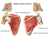 Anatomia barku: mięsień nadgrzebieniowy przyczepy, podłopatkowy, obły mniejszy i podgrzebieniowy. Widok z przodu i z tyłu.