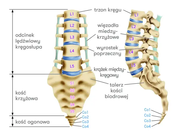 Anatomia kręgosłupa: odcinek lędźwiowy, kość krzyżowa i ogonowa. Ilustracja pokazuje budowę kręgów, krążków międzykręgowych i więzadeł, istotnych przy diagnozowaniu np. zespołu Bertolottiego.