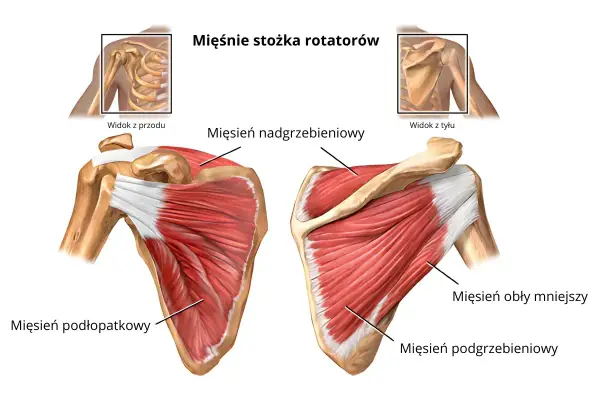 Anatomia barku: mięsień nadgrzebieniowy przyczepy, podłopatkowy, obły mniejszy i podgrzebieniowy. Widok z przodu i z tyłu.